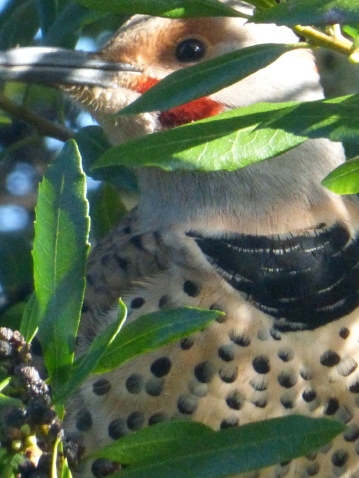 Red-shafted Flicker and Sunny Day