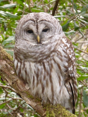 Barred Owl, Waiting for Her Chance