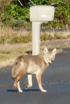 The Coyote, Wanting Nothing to do with me