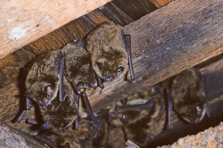 Little Brown Bats Owning a Rafter