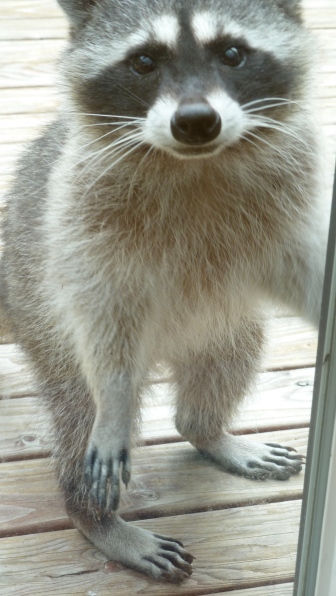 Just who is this raccoon?