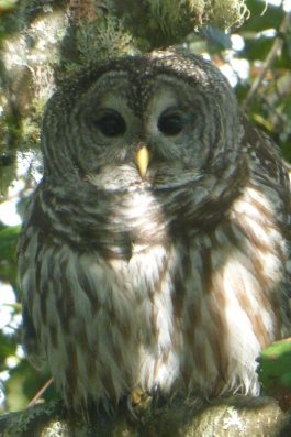 Bard (Barred) Owl Messenger