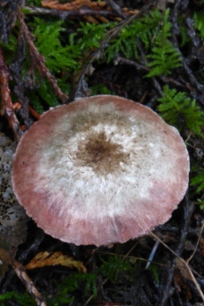 Mushroom umbrella