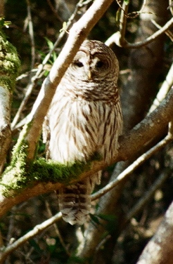 First barred owl