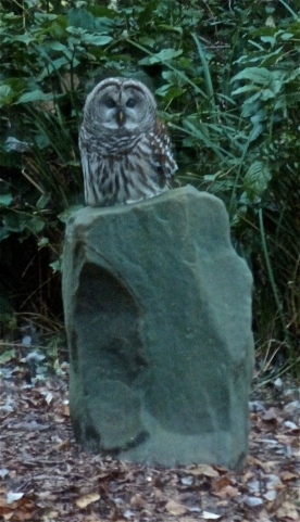 Barred owl warming the Mother Stone