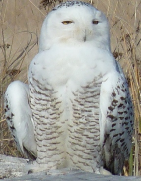Snowy owl on Protection Point