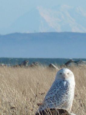Snowy owl with Mount Rainier in background