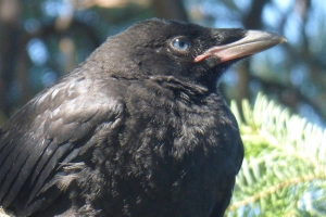 American crow fledgling, with blue eyes