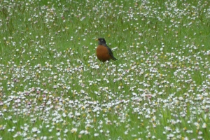 American Robin in meadow
