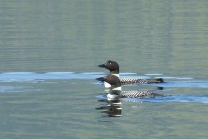 common loons