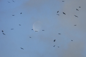 gulls and moon