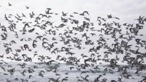 shorebird flock