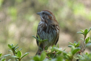 song sparrow