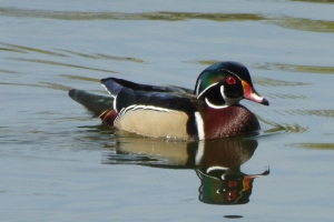 wood duck,male